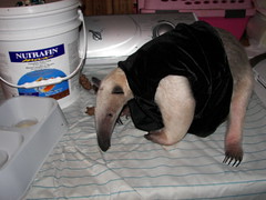 My vested anteater
