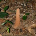 Aother Penis Shape in the Jungle by john4hrms