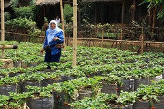 Me at strawberry garden at Cihanjuang,Bandung, Indonesia.