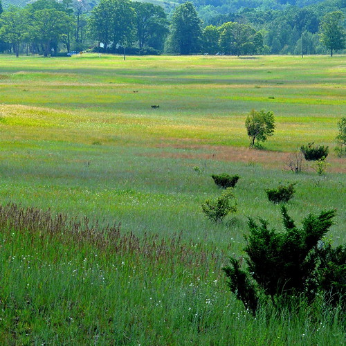D.H. Day Farm Meadow