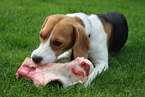 Raw meat and bones