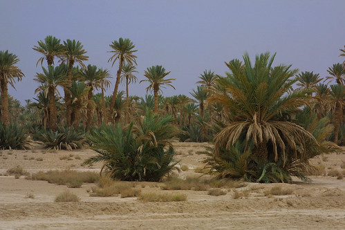 السياحة الصحراوية بالمغرب 3139776786_12cedd3f70