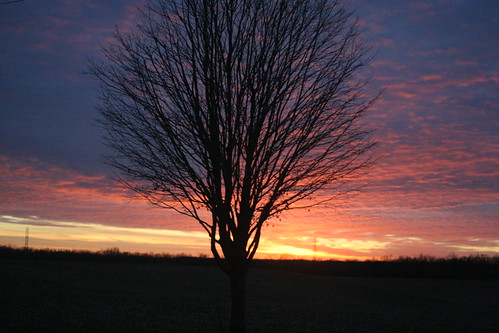 Ohio: tree + sunset
