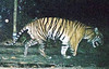 Three legged tiger di WWF International