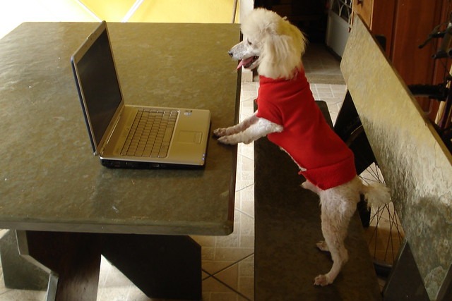 dog using a computer poodle
