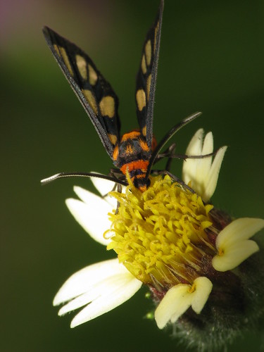 Day flying moth (Syntomis huebneri)