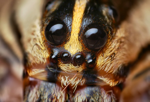 Eyes of a Female Rabid Wolf Spider (Rabidosa rabida)