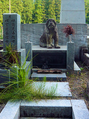 A dog's tombstone - Okunoin cemetary