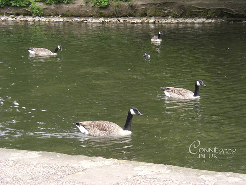 Wye 河上的看來很悠閒的……嗯……鴨子？實際上牠們健步如飛呢！