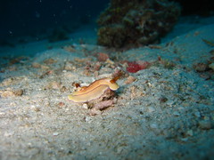 Nudibranch at House Reef