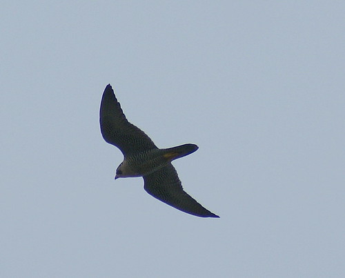 peregrine falcon in flight. Peregrine Falcon In Flight