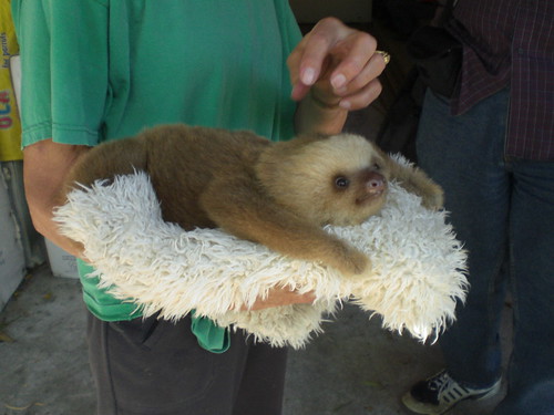Baby sloth, rescued from captivity and to be retuned to the wild