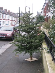 Christmas tree spotting #1