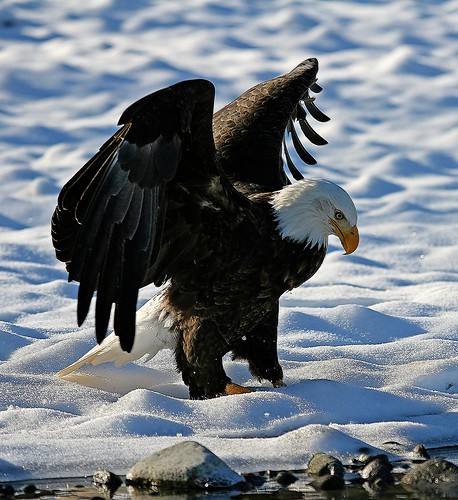 Eagle Viewing in Squamish, BC, Canada by Tourism Squamish.