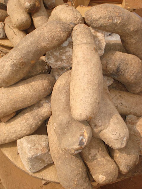 Yam tubers for sale in the market