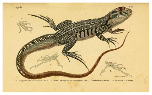 009-Erpétologie générale ou Histoire naturelle complète des reptiles 1834