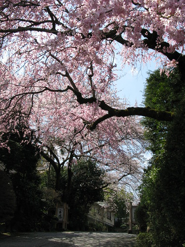 玉庭旅館前的櫻花
