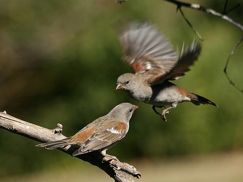 Symbolic Sparrow Meaning
