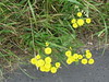 cichorioid daisy # 2 - plant