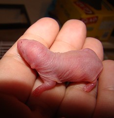 One baby rat 12 hours old