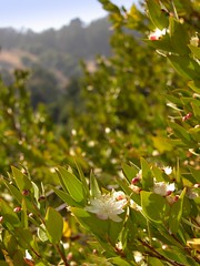 Greek Myrtle bush and flowers at the Berkeley Botanical gardens