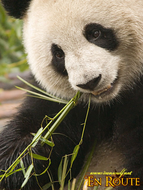 Panda Cute Chews