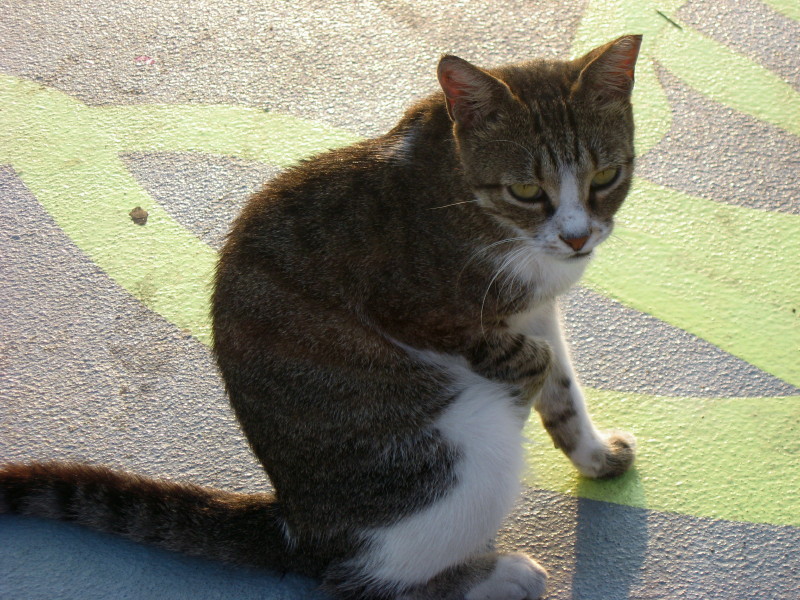 16-8-2008-poorcat