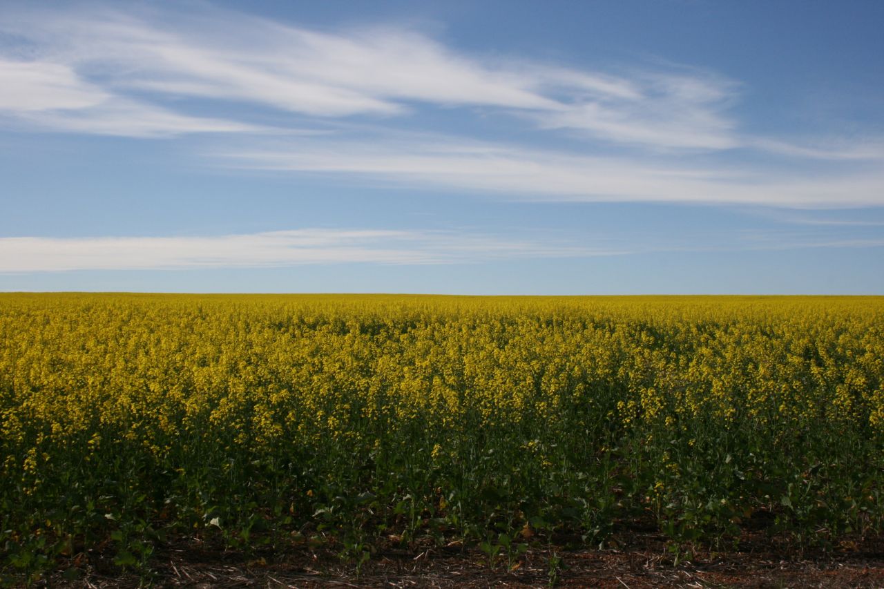 yellow fields1