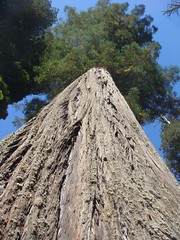 Looking up a Redwood