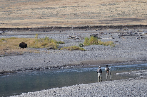 Fly Fishing and Bison, Lamar Valley, Yellowstone NP