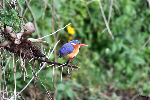 你拍攝的 24 Lake Naivasha - Malachite Kingfisher。