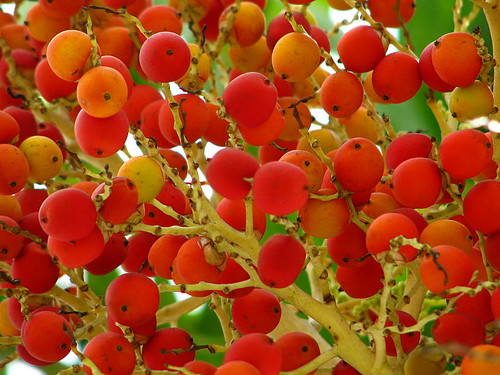 Carpentaria acuminata fruit