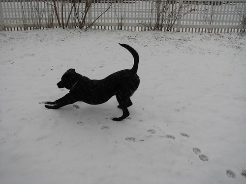 downward facing dog. Downward Facing Dog. Sam#39;s first snow!