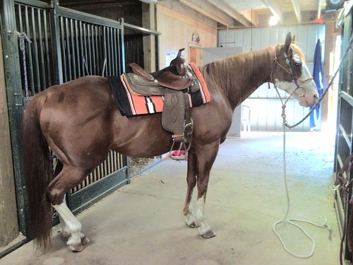 Cody tries out his new saddle blanket. Too bad he forgot about good posture.