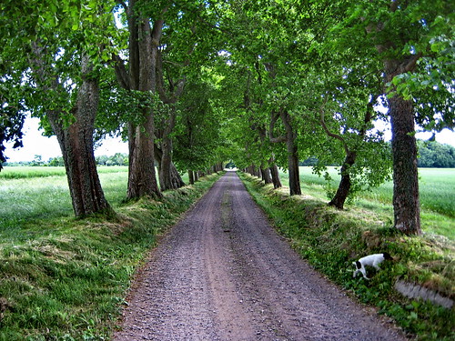 Elm Driveway