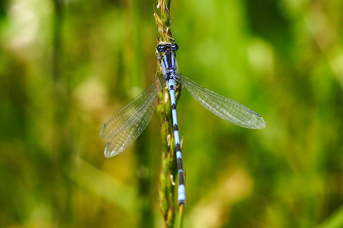 Blue Dragonfly (damselfly)