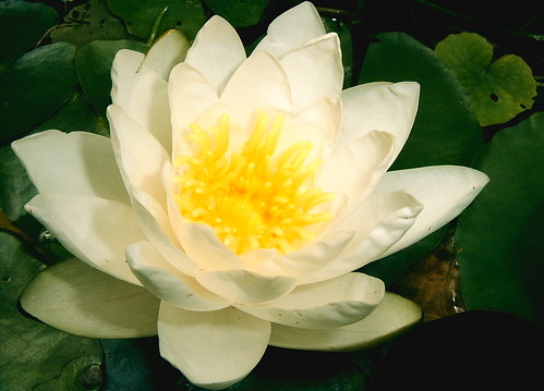 White Cream Water Lily by Marie Anakee Miczak copyright, all rights reserved by GaveThat.com