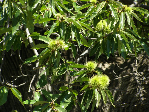 chestnut tree elos hania chania