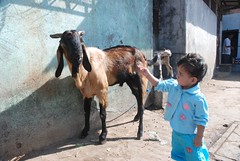 Marziya Shakir Bids Farewell To The Goat Before Slaughter .. Bakra Idd by firoze shakir photographerno1