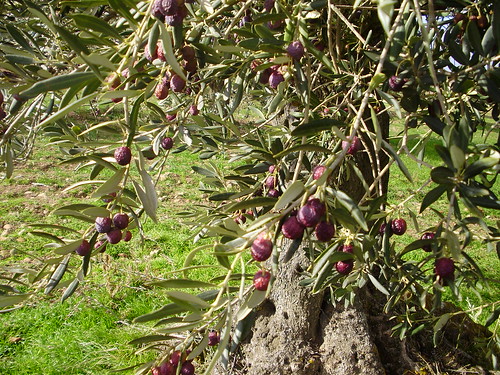 Olivo en Galilea La Rioja