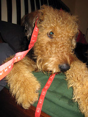 Airedale Beard Growing Contest