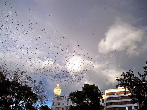 birds-Valencia
