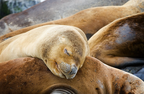Sea Lion Beagle Channel Isle
