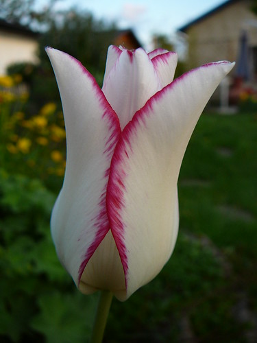 Tulpen 2008 (13)