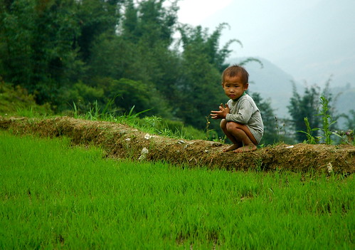 Life in the Paddy Fields