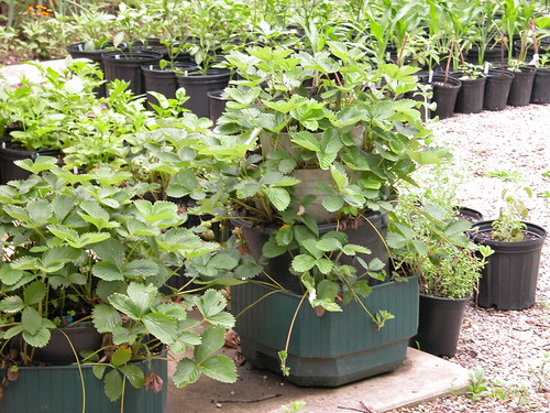 Growing Strawberries In Containers
