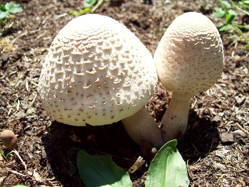 Mushroomed