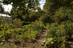 Moestuin - our vegetable garden