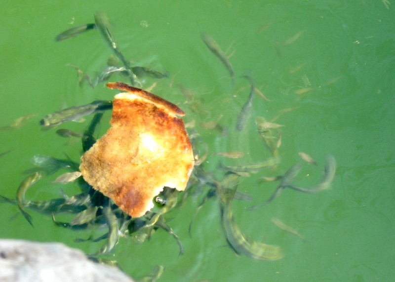 3-8-2008-fish-jaffa-3