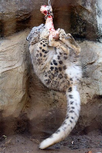 snow leopard cub in snow. Snow Leopard Cubs at 8 Months